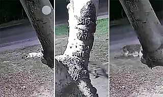 VÍDEO: Onça-pintada invade chácara, ataca e leva cachorro para a mata em Corumbá