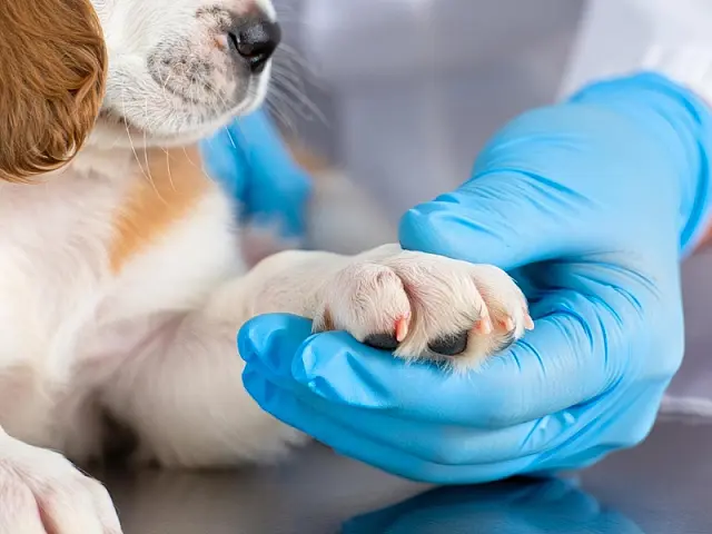 Campo Grande firma acordo na Justiça e amplia castração gratuita de pets