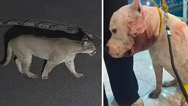 Onça-parda invade casa, ataca pitbull e assusta família em São Paulo