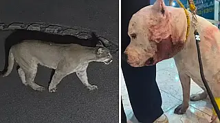Onça-parda invade casa, ataca pitbull e assusta família em São Paulo
