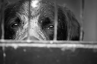 Homem que matou filhotes de cachorro em fossa é condenado em Campo Grande