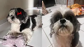 Cadela idosa que precisa de medicação contínua desaparece na Vila Nasser