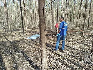 Homem desaparecido é encontrado morto em plantação de eucalipto em MS