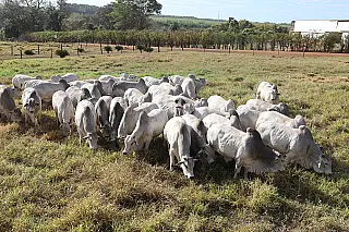 Megaleilão vende 466 touros e movimenta R$ 7,9 milhões em Campo Grande