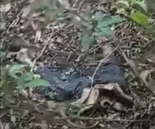 Corpo em decomposição é encontrado perto do Horto em Ponta Porã