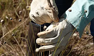 Plantas raras são redescobertas após décadas sem registros no Brasil