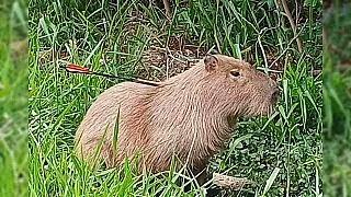 Capivara é encontrada com flecha cravada no corpo em Campo Grande