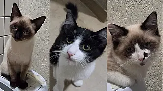 Feira reúne 15 filhotes de gato à espera de um lar nesta sexta em Campo Grande