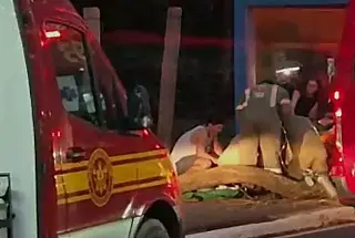 Jovem morre após ser atingida por árvore durante passeio de patinete no Parque dos Poderes