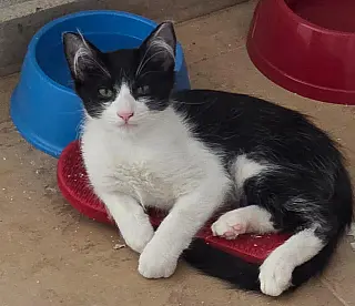 ONG Amicats realiza feira de adoção com 15 filhotes de gatos na Capital