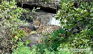 Grupo técnico atualiza plano contra onças após ataque a cão em Corumbá