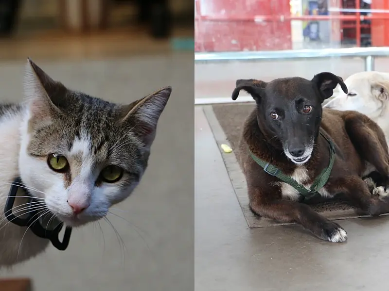 Funcionários de 4 patas: cães e gato ganham lar e 'cargos' em empresas da Capital