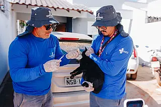 Campanha antirrábica chega ao Coronel Antonino neste fim de semana