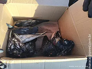 Cerca de 60 pombos são colocados em sacos e jogados em lixeira em Maracaju