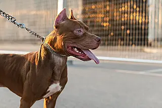 Pit bull avança contra policiais e acaba morto a tiros no Jardim Noroeste