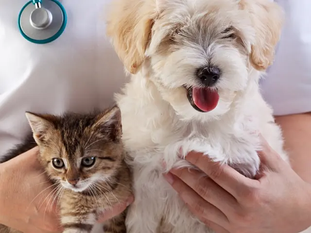 Campo Grande cria rede de clínicas veterinárias 24h em acordo com o MP