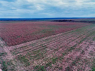 MP investiga fazenda em Bonito por desmatamento em 28 hectares de mata