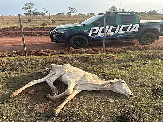 MP investiga maus-tratos e morte de gado sem comida em fazenda de Cassilândia