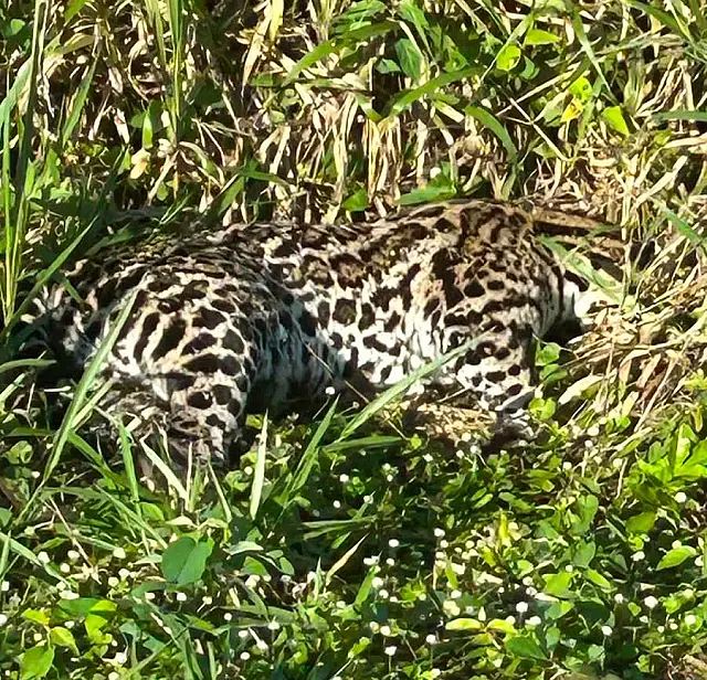 Onça-pintada é encontrada morta por ciclista em rodovia em Ponta Porã