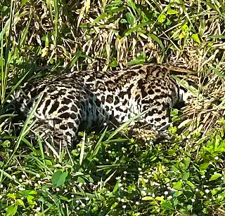 Onça-pintada é encontrada morta por ciclista em rodovia em Ponta Porã