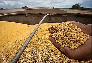 MS mantém 5º lugar na produção de soja do Brasil e Maracaju retoma liderança estadual