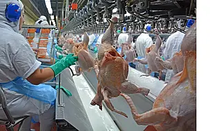 Setor de aves vive bom momento com alta na cotação e aumento na produtividadee