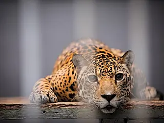 Projeto quer proibir zoológicos e prevê fechamento em até dois anos