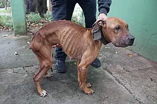 Cadelas são encontradas em extrema magreza e homem é preso por maus-tratos no Tiradentes