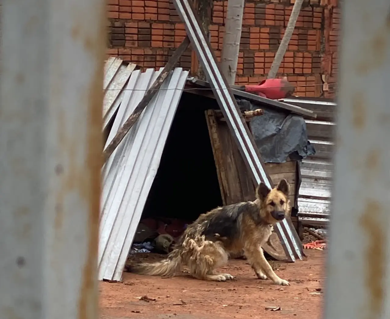 Polícia Civil resgata pastor-alemão em situação extrema de maus-tratos e prende proprietário em Aquidauana