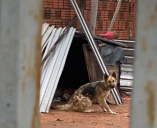 Pastor-alemão é resgatado em situação de maus-tratos em Aquidauana