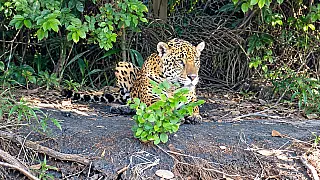 Pescador fica a 6 metros de onça-pintada durante encontro raro no Pantanal