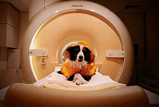 Seu cachorro sabe quando você está triste? Estudo mostra que sim