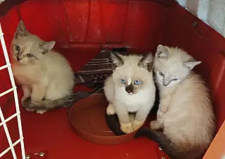 Feira reúne gatinhos em busca de um lar nesta sexta-feira