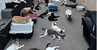 ONG que cuida de mais de 300 gatos corre risco de fechar as portas em Campo Grande