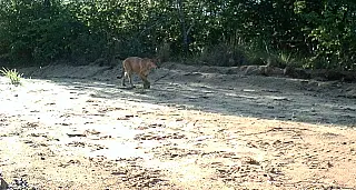 Reserva em MS já registra 113 espécies, incluindo animais ameaçados