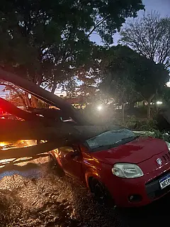 Professora faz vaquinha para recuperar carro atingido por árvore na Capital