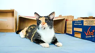 Estrela Dalva III recebe atendimento veterinário gratuito nesta semana