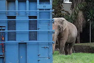Rumo ao MT, elefante Sandro faz parada em Mato Grosso do Sul sob escolta da PRF