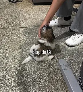 Mulher é presa após aparecer chutando e arremessando filhote de cachorro em Aquidauana