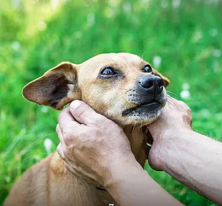 Feira de adoção reúne cães e gatos neste sábado em shopping da Capital