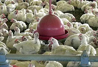 UE avança em negociações e pode destravar exportação de frango brasileiro