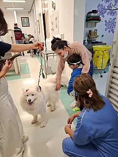 Cães terapeutas levam acolhimento a pacientes em hospital de Campo Grande
