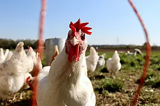 Maior comprador, China pode virar rival do frango brasileiro