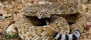 Mexicano é preso em aeroporto na Alemanha com 37 cobras venenosas e 55 lagartos na bagagem