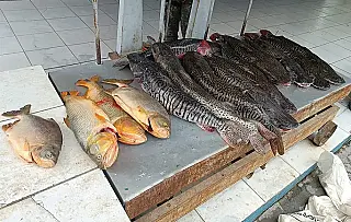 Dupla é presa com 134 kg de pescado irregular e dourados proibidos em MS