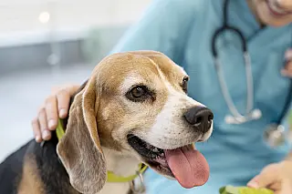 Prefeitura busca empresas para realizar castrações de cães e gatos na Capital