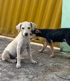 Filhotes são resgatados após denúncia de maus-tratos em Corumbá
