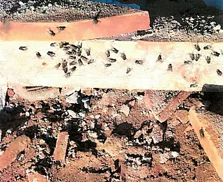 MP investiga granja após moradores relatarem invasão de moscas em casas de MS