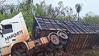 Caminhão carregado com bois tomba em rodovia entre Bela Vista e Caracol