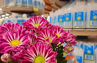 Vai comprar flores para Finados? Preços variam mais de 200% na Capital
